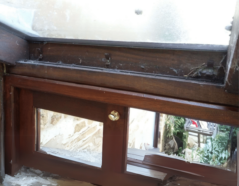 Dead fly & cobweb build up